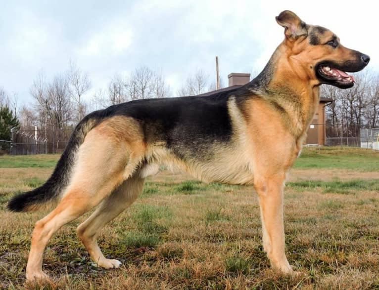 Grizzly, a German Shepherd Dog and Rottweiler mix tested with EmbarkVet.com