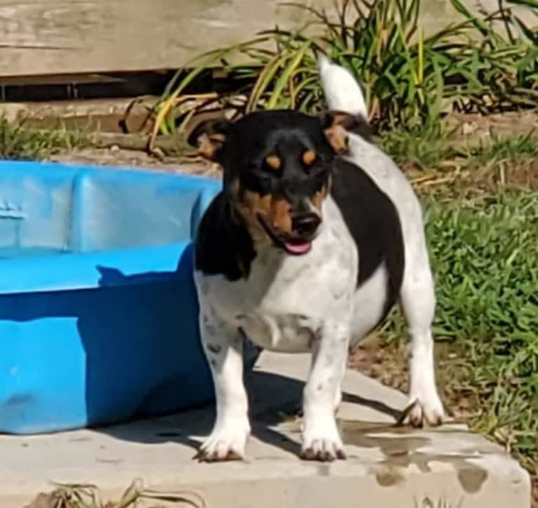 Gypsy, a Teddy Roosevelt Terrier tested with EmbarkVet.com