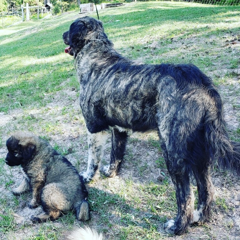 Infi, a Great Pyrenees and Anatolian Shepherd Dog mix tested with EmbarkVet.com