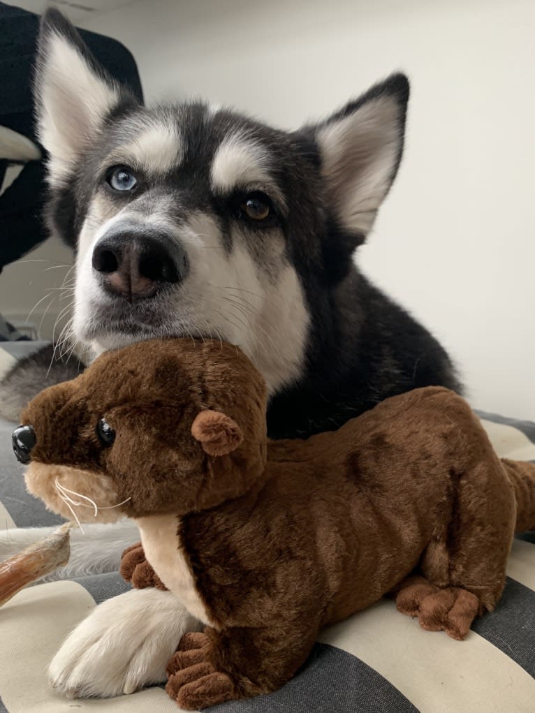 Misha, a Siberian Husky and German Shepherd Dog mix tested with EmbarkVet.com