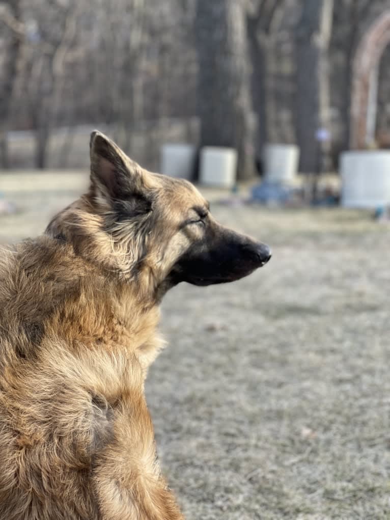 Rhett, a German Shepherd Dog tested with EmbarkVet.com