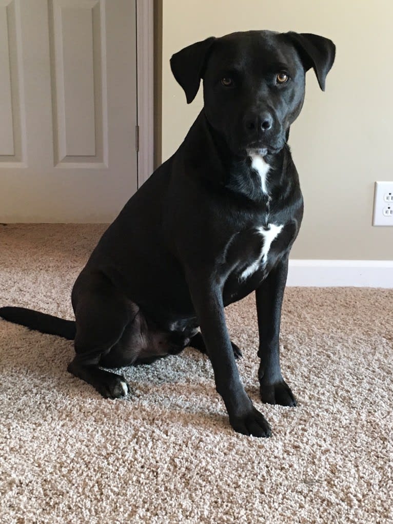 Carlos, an American Pit Bull Terrier and Labrador Retriever mix tested with EmbarkVet.com