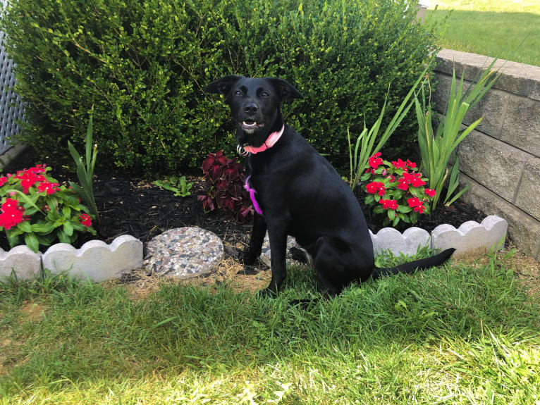 Nala, a Border Collie and American Pit Bull Terrier mix tested with EmbarkVet.com