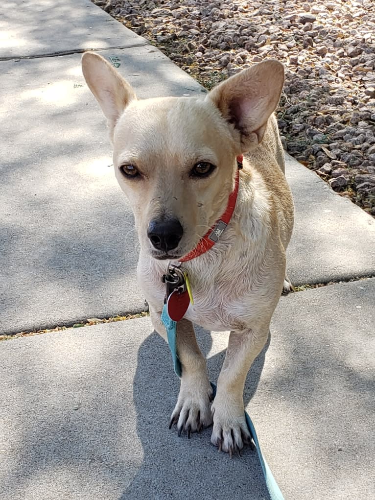 Swivel, a Chihuahua and Poodle (Small) mix tested with EmbarkVet.com