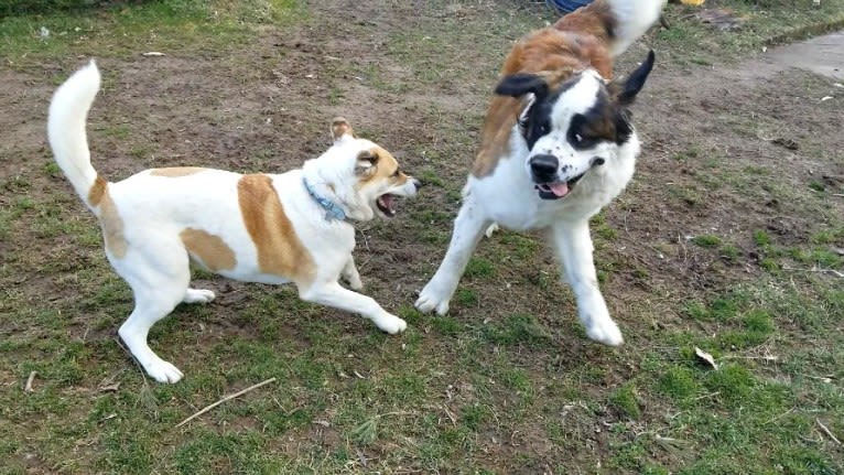 Thor, a Saint Bernard tested with EmbarkVet.com