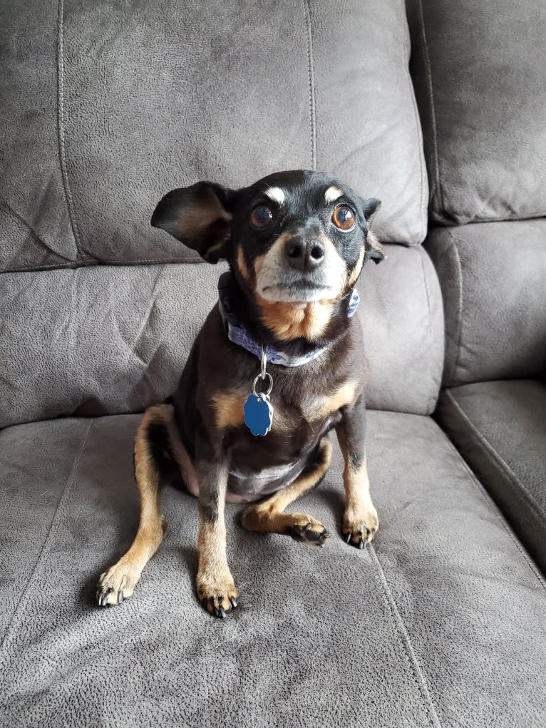 Minnie, a Miniature Pinscher tested with EmbarkVet.com