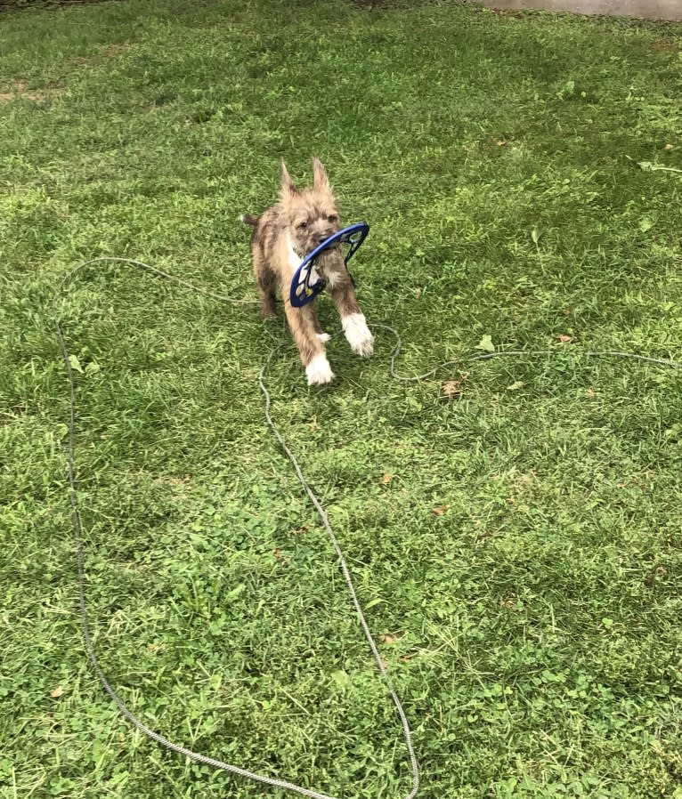 Juniper, an American Pit Bull Terrier and Australian Cattle Dog mix tested with EmbarkVet.com