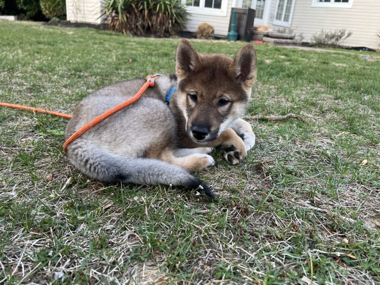 Ryoma Fruchtman, a Shikoku tested with EmbarkVet.com