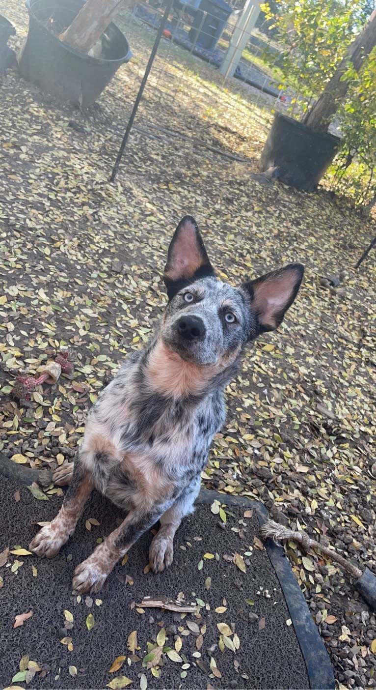 Concho Waylon Willis, an Australian Cattle Dog tested with EmbarkVet.com