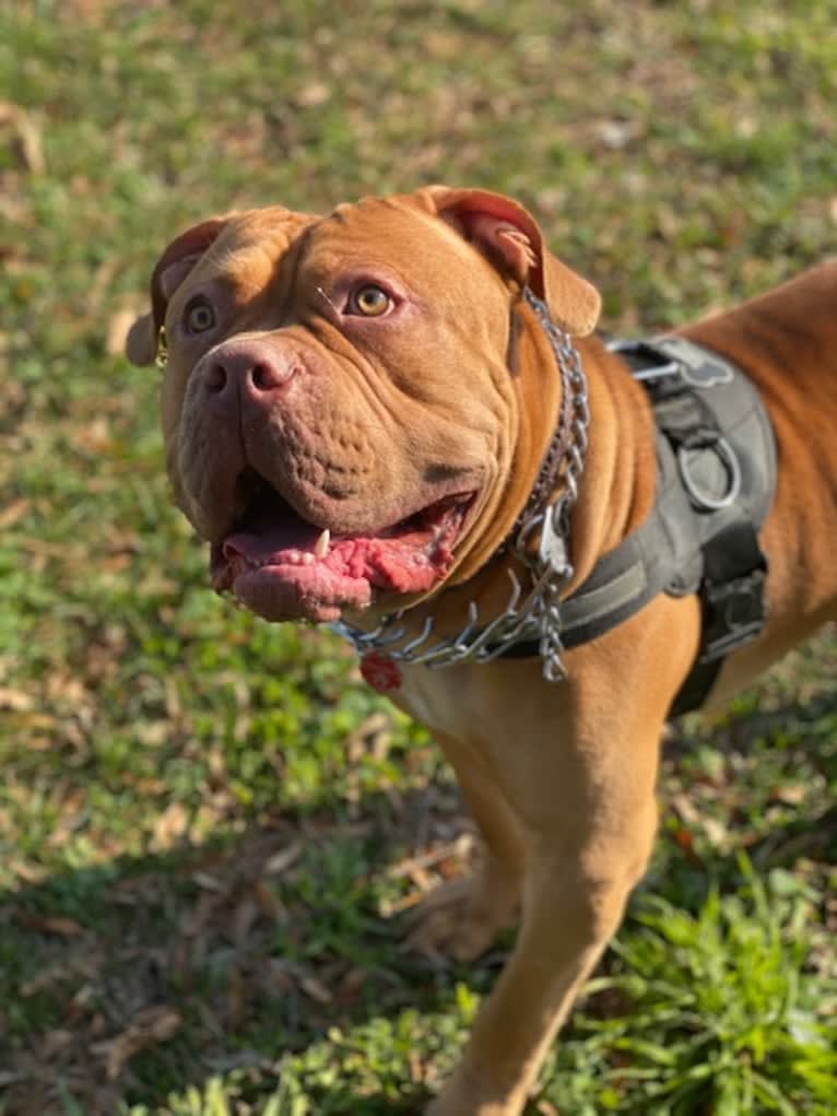 Simba, an American Pit Bull Terrier and American Bulldog mix tested with EmbarkVet.com