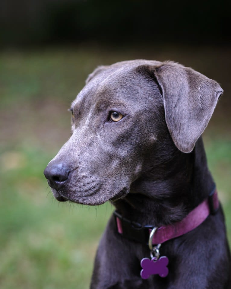 Sophie, a Labrador Retriever and American Pit Bull Terrier mix tested with EmbarkVet.com