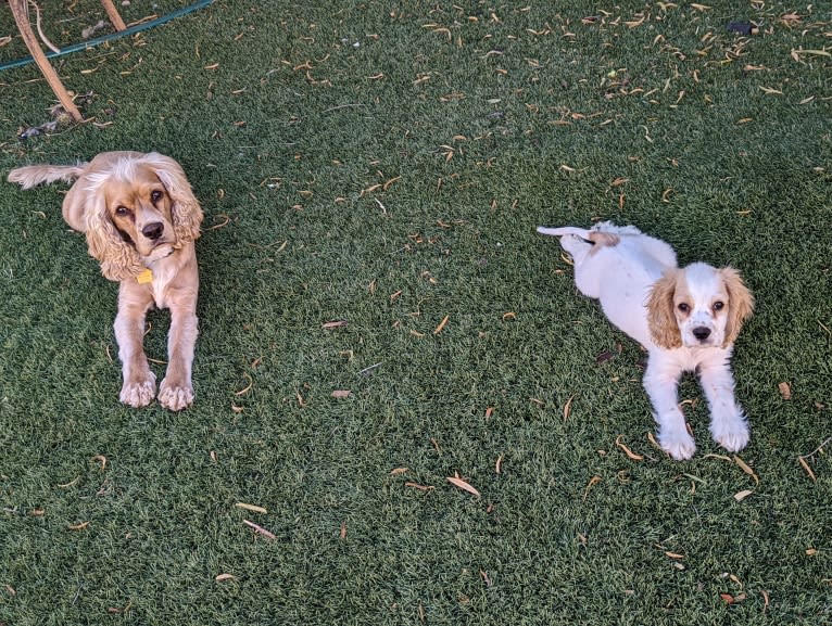 Linus, a Cocker Spaniel and English Cocker Spaniel mix tested with EmbarkVet.com