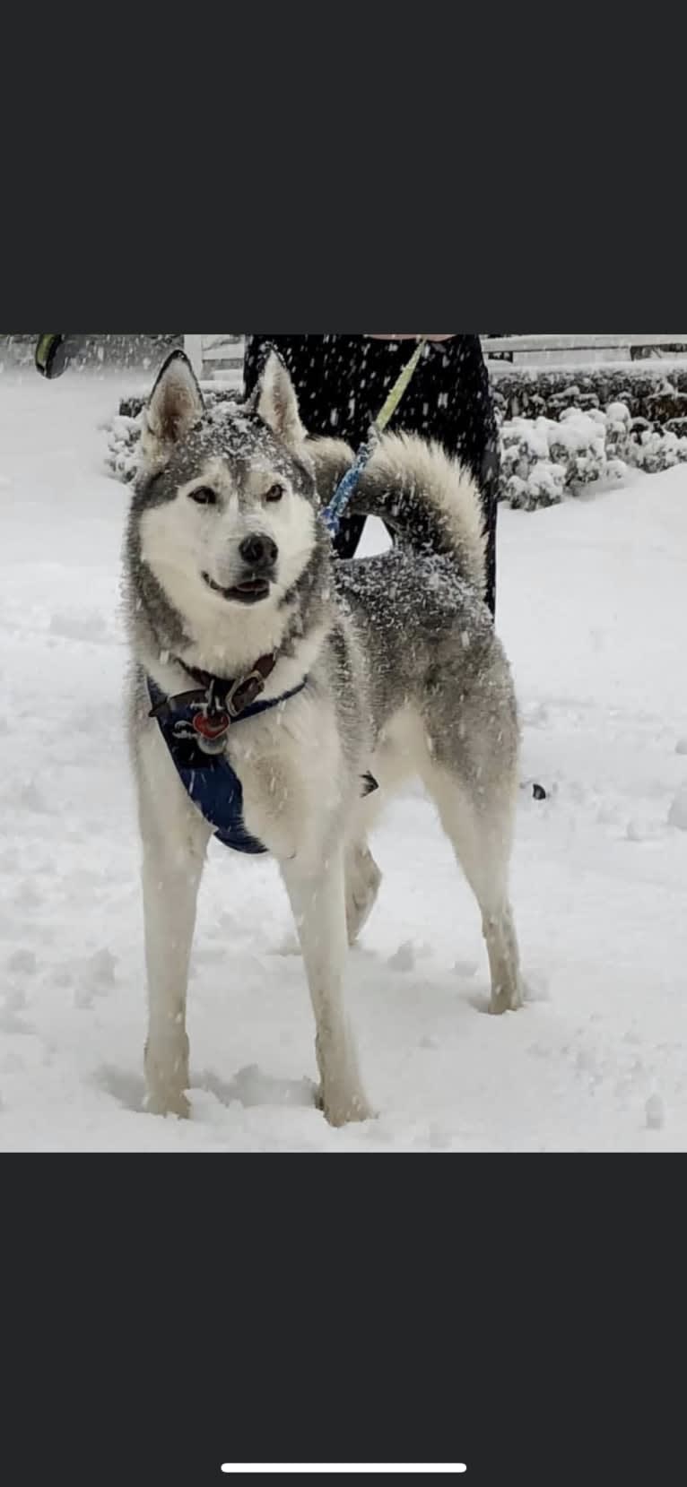 Buck, a Siberian Husky and German Shepherd Dog mix tested with EmbarkVet.com