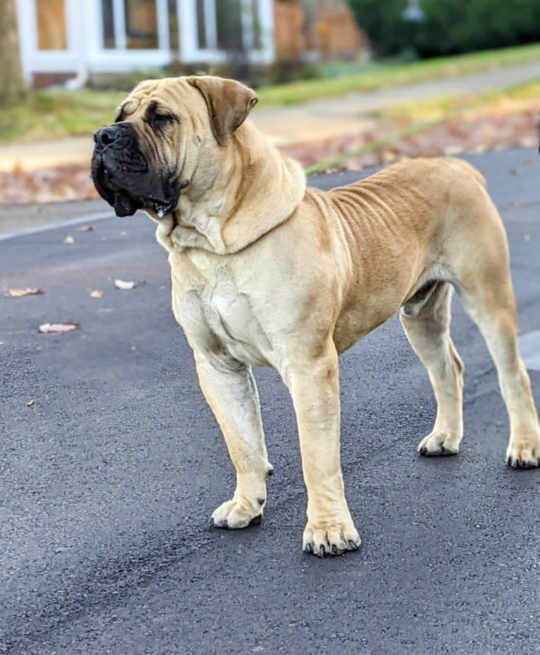 Gobi Boland, a Boerboel tested with EmbarkVet.com