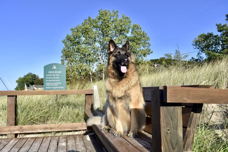 Maya, a German Shepherd Dog tested with EmbarkVet.com