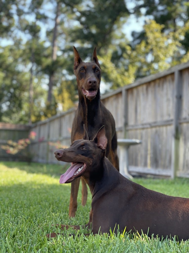 Axel Valor Rasberry, a Doberman Pinscher tested with EmbarkVet.com