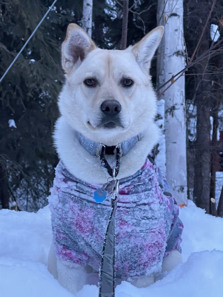 Nala, a Labrador Retriever and Chow Chow mix tested with EmbarkVet.com