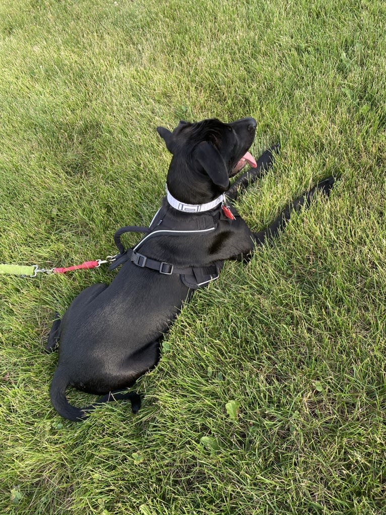 Rex, an American Pit Bull Terrier and Boxer mix tested with EmbarkVet.com