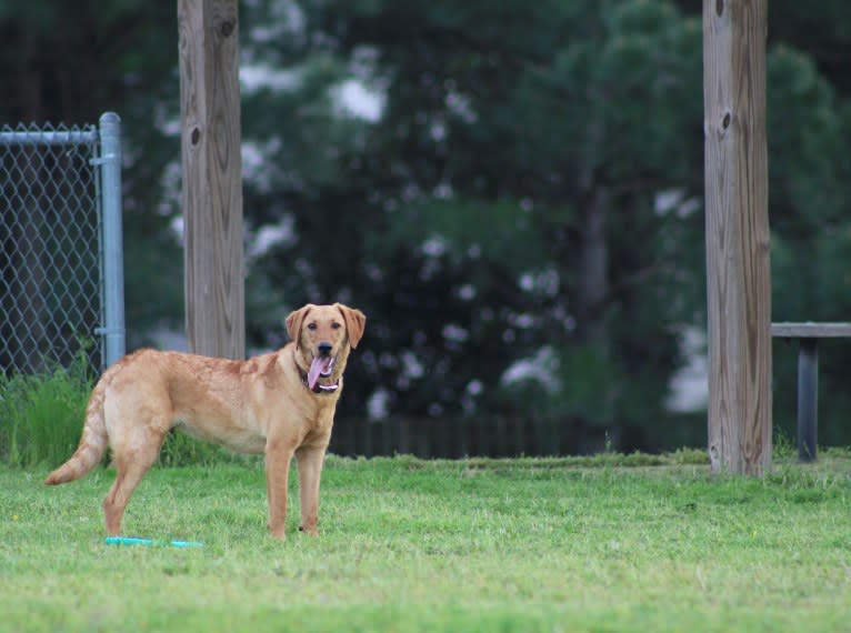 Murphy, a Labradoodle tested with EmbarkVet.com