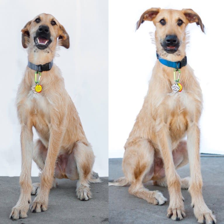 Gregor, a Greyhound and German Shorthaired Pointer mix tested with EmbarkVet.com