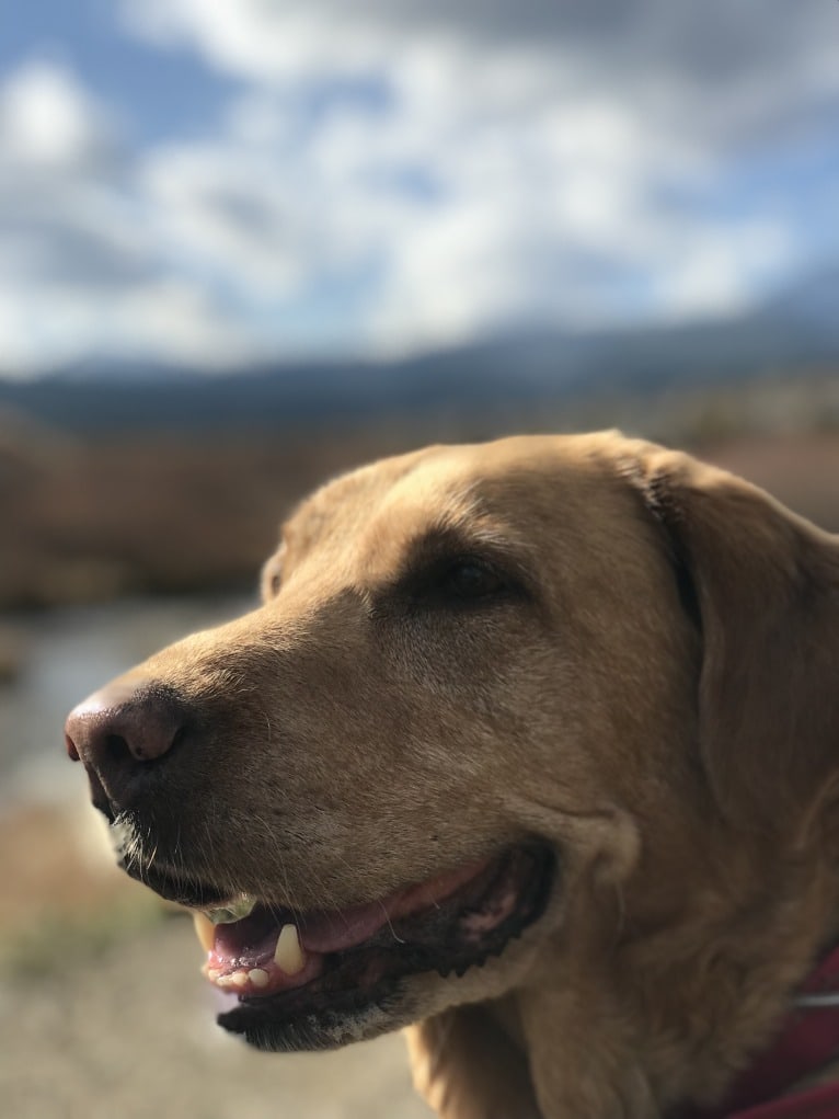 Ruby, a Labrador Retriever tested with EmbarkVet.com