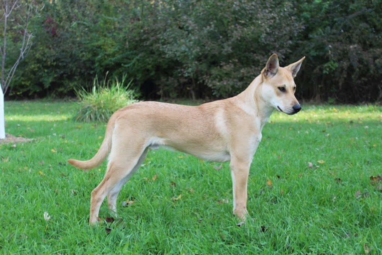 Bones, a Carolina Dog tested with EmbarkVet.com