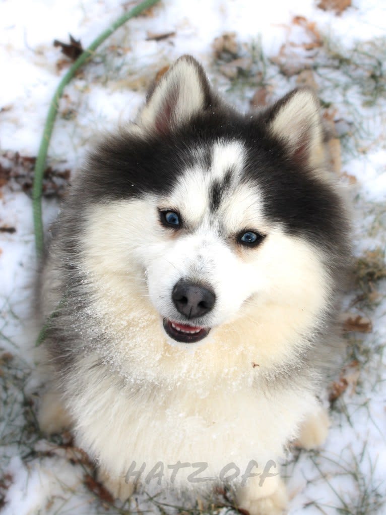 Slater, a Pomsky tested with EmbarkVet.com