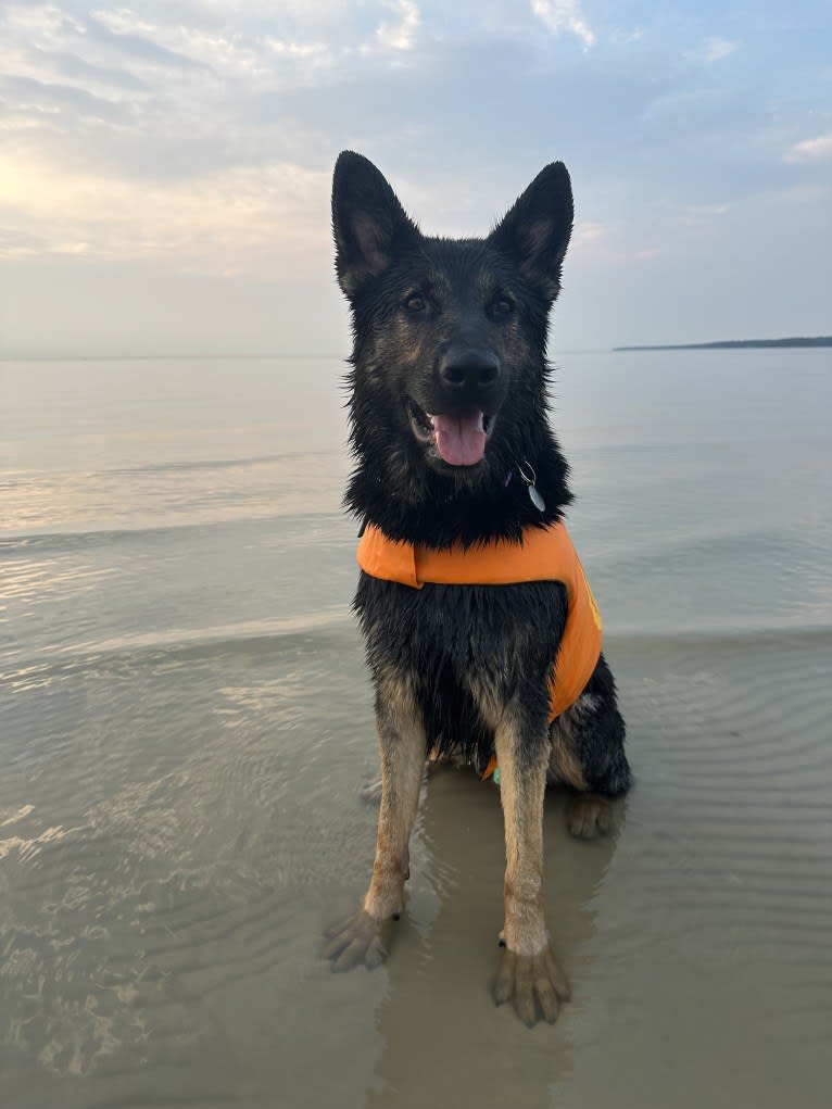 Dino, a German Shepherd Dog tested with EmbarkVet.com