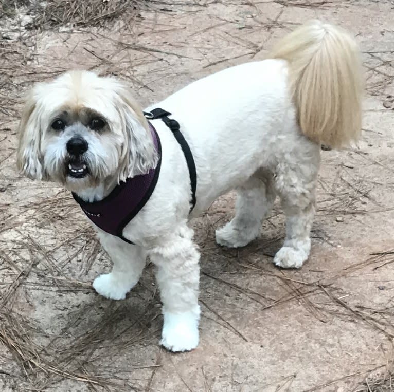 Rafi, a Lhasa Apso tested with EmbarkVet.com