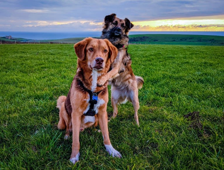 Andy, an European Village Dog tested with EmbarkVet.com