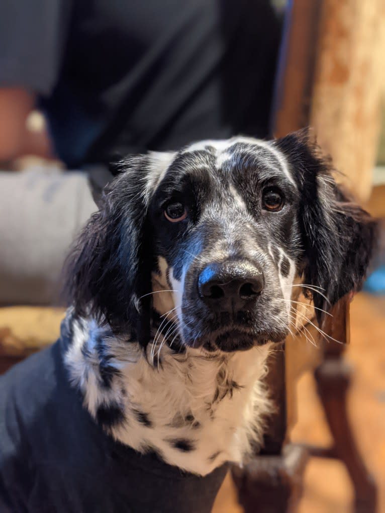Freyja a.k.a. "Not Your Usual Suspect", a Dalmatian tested with EmbarkVet.com