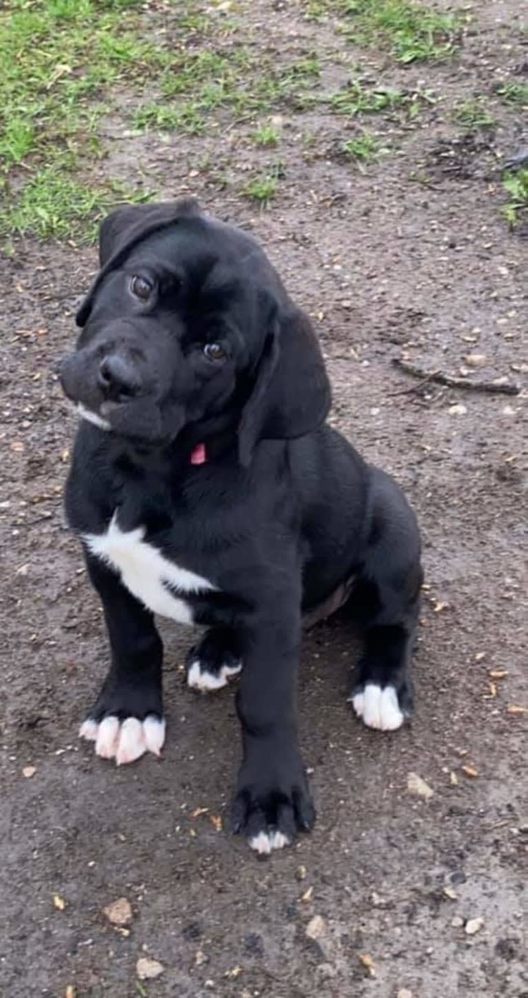 Embla, a Cane Corso and Newfoundland mix tested with EmbarkVet.com