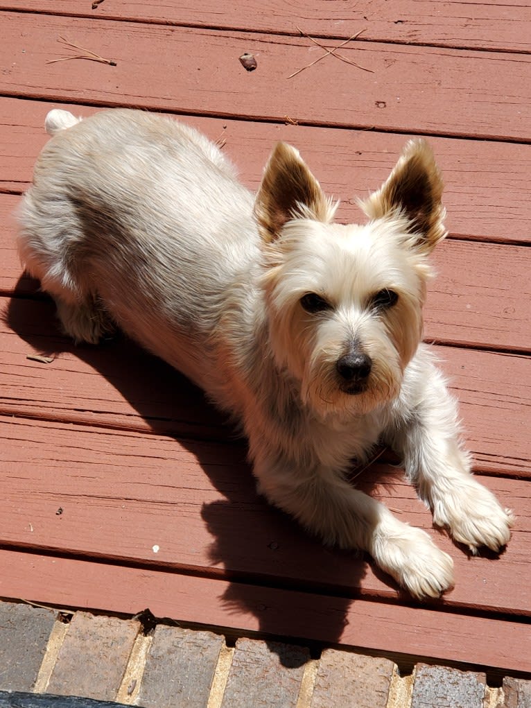 Patton, a Silky Terrier tested with EmbarkVet.com