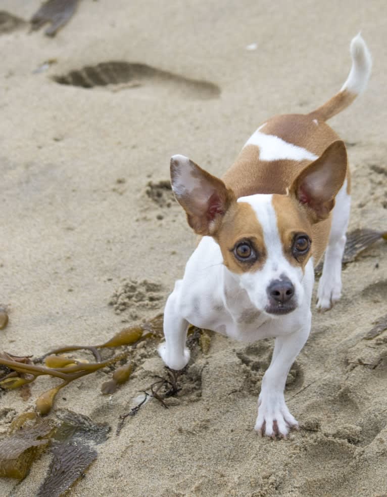 John Snow, a Chihuahua and American Pit Bull Terrier mix tested with EmbarkVet.com