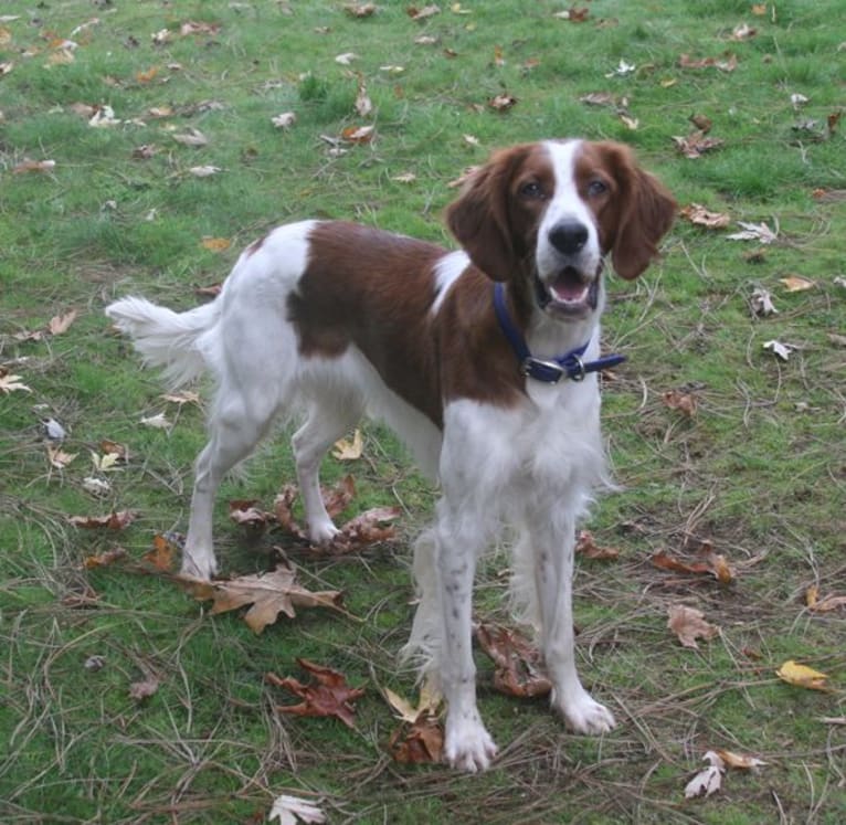 Caoimhe (Keva), an Irish Red and White Setter tested with EmbarkVet.com