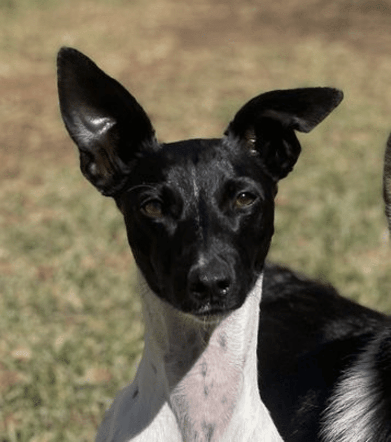 Remy, a Whippet and Border Collie mix tested with EmbarkVet.com