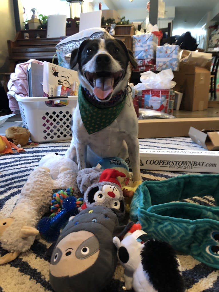 Jack, a Russell-type Terrier and Mountain Cur mix tested with EmbarkVet.com