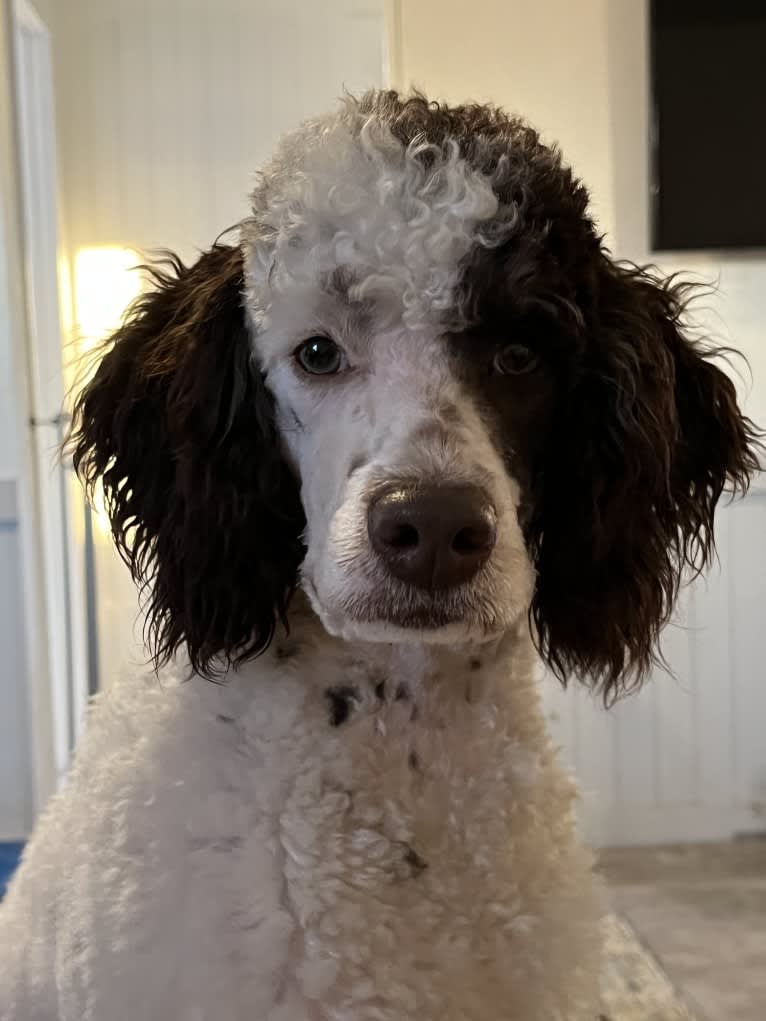 Axel, a Poodle tested with EmbarkVet.com