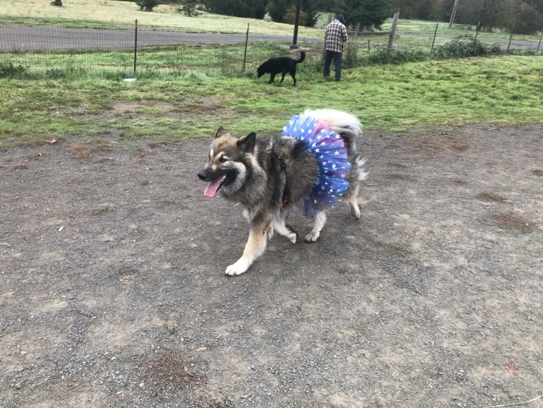 Miska, an Alaskan Malamute and German Shepherd Dog mix tested with EmbarkVet.com