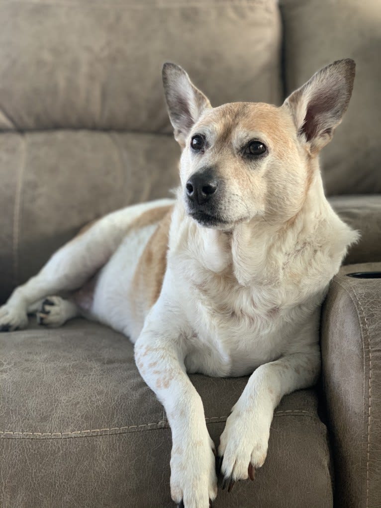 Sammy, an Australian Cattle Dog and Pug mix tested with EmbarkVet.com