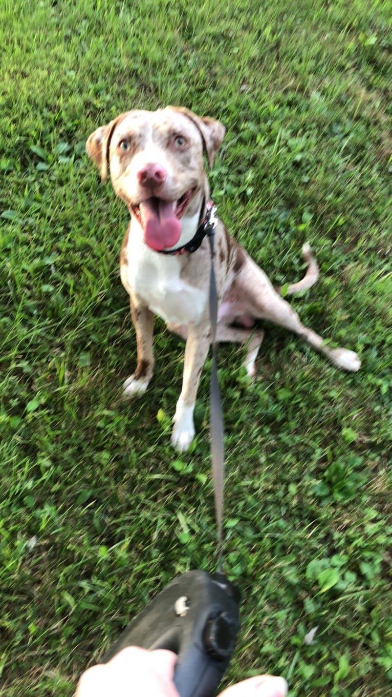 Opie Cunningham, a Catahoula Leopard Dog and American Bully mix tested with EmbarkVet.com