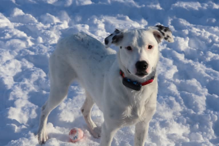 Stella, an American Pit Bull Terrier and Siberian Husky mix tested with EmbarkVet.com