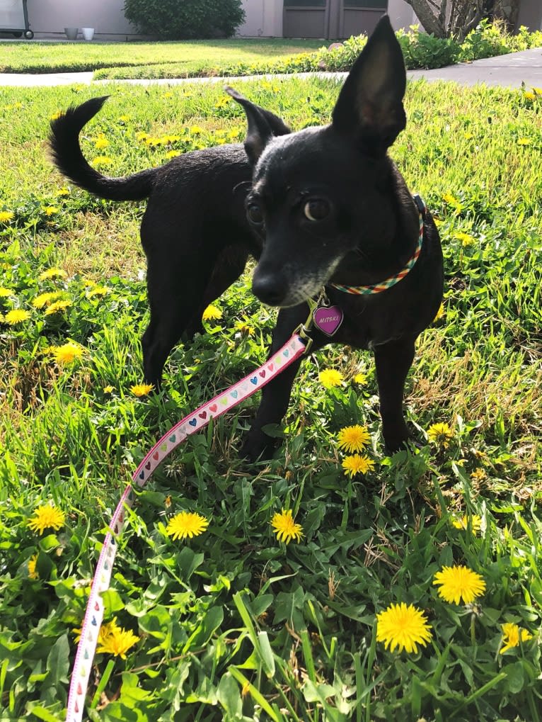 Mitski, a Poodle (Small) and Miniature Pinscher mix tested with EmbarkVet.com