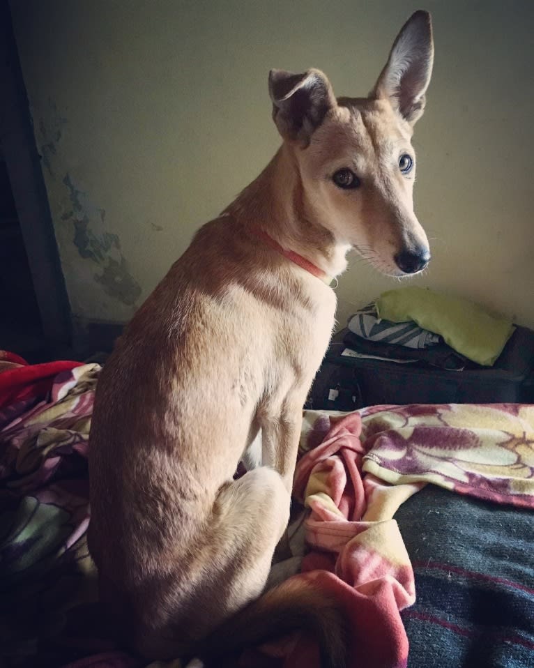 Ruby, a South Asian Village Dog tested with EmbarkVet.com