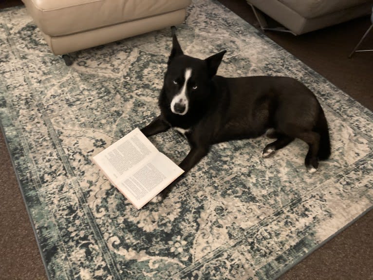 Takoda, an Alaskan-type Husky and Siberian Husky mix tested with EmbarkVet.com