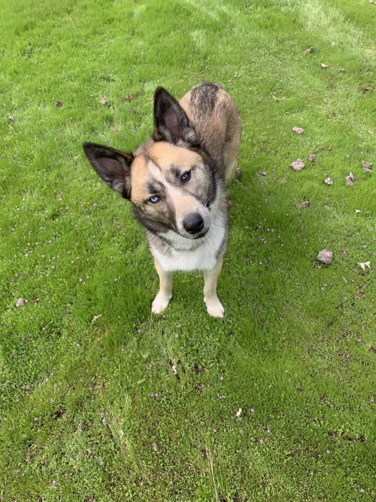 Charlie Wyatt, a Siberian Husky and Australian Cattle Dog mix tested with EmbarkVet.com