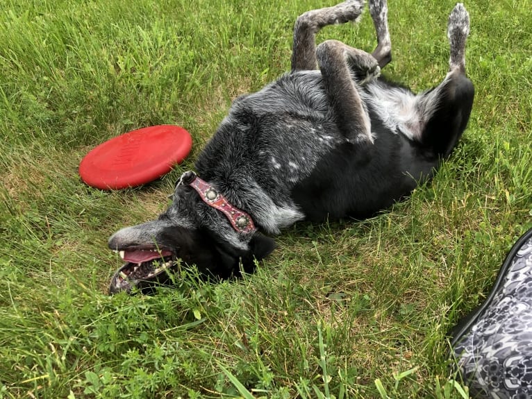 Mist, an Australian Cattle Dog and Australian Shepherd mix tested with EmbarkVet.com