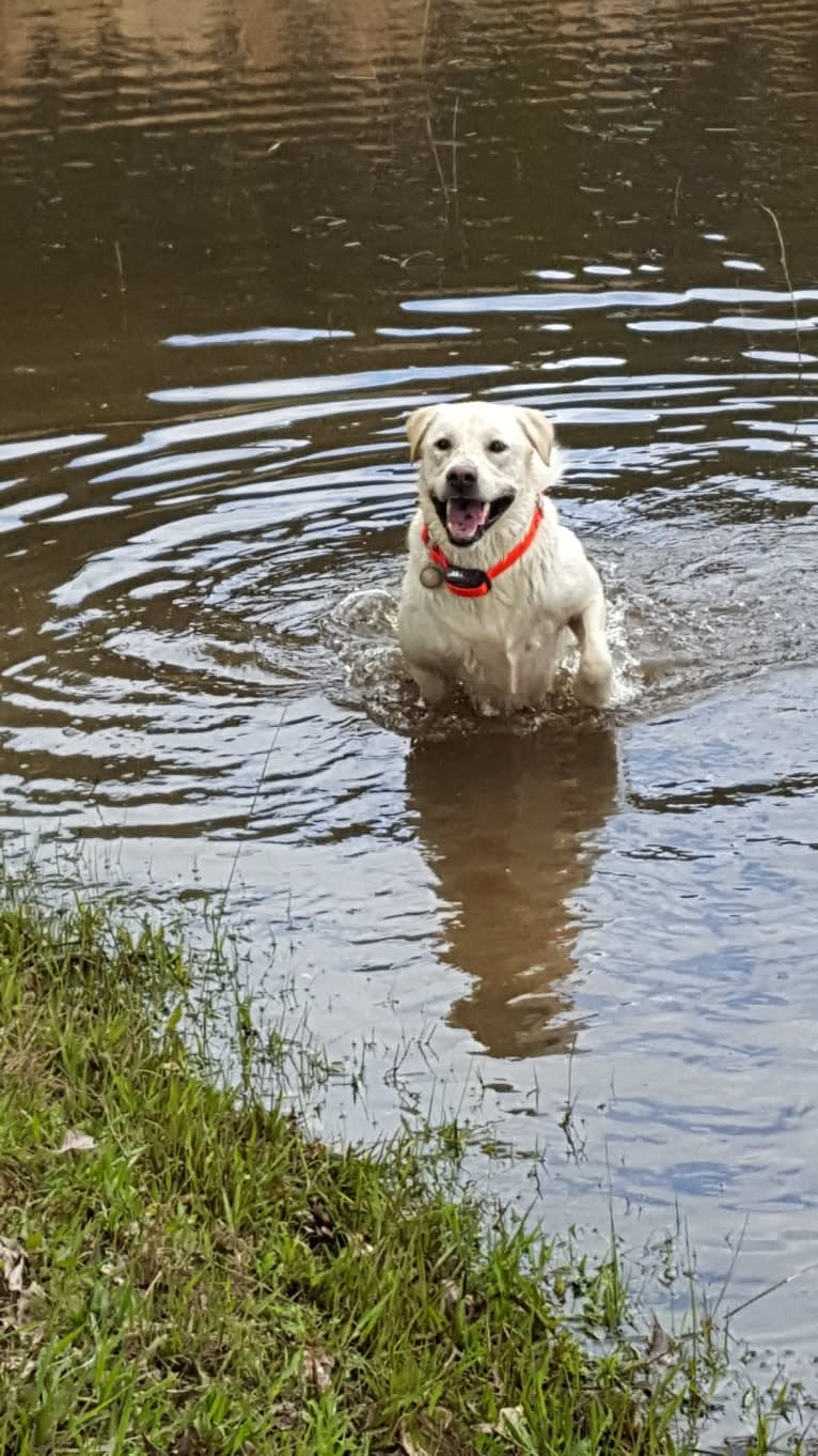 YOGI, a Labrador Retriever and American Pit Bull Terrier mix tested with EmbarkVet.com