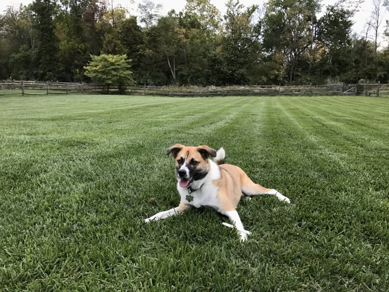 Teddy, an American Eskimo Dog and Australian Cattle Dog mix tested with EmbarkVet.com