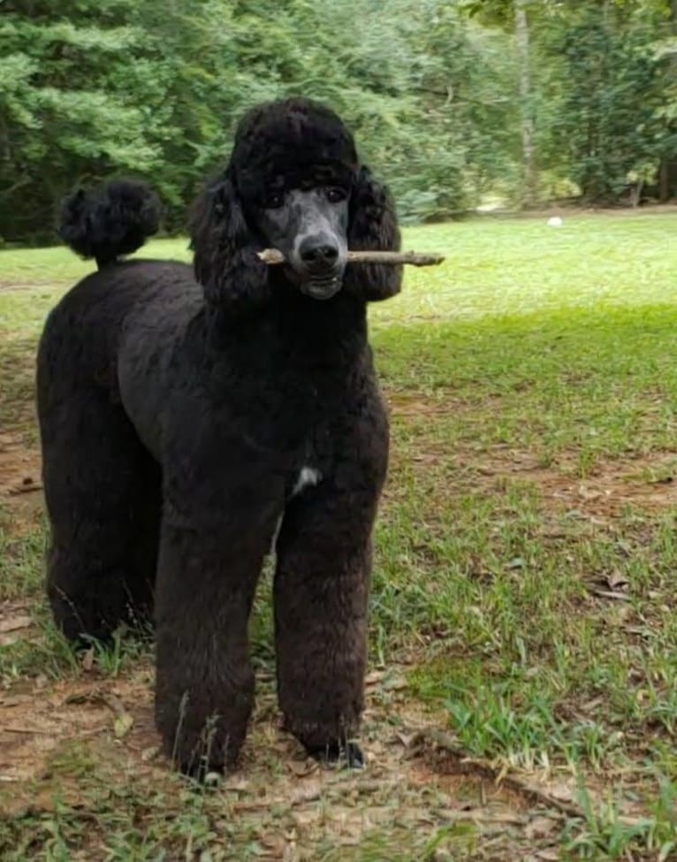 El Caniche Papi De' Doug, a Poodle (Standard) tested with EmbarkVet.com